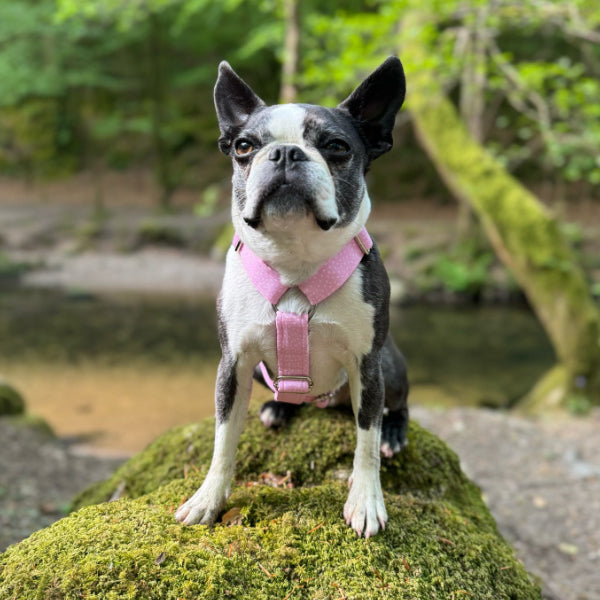 Adjustable Harness - Powder Pink