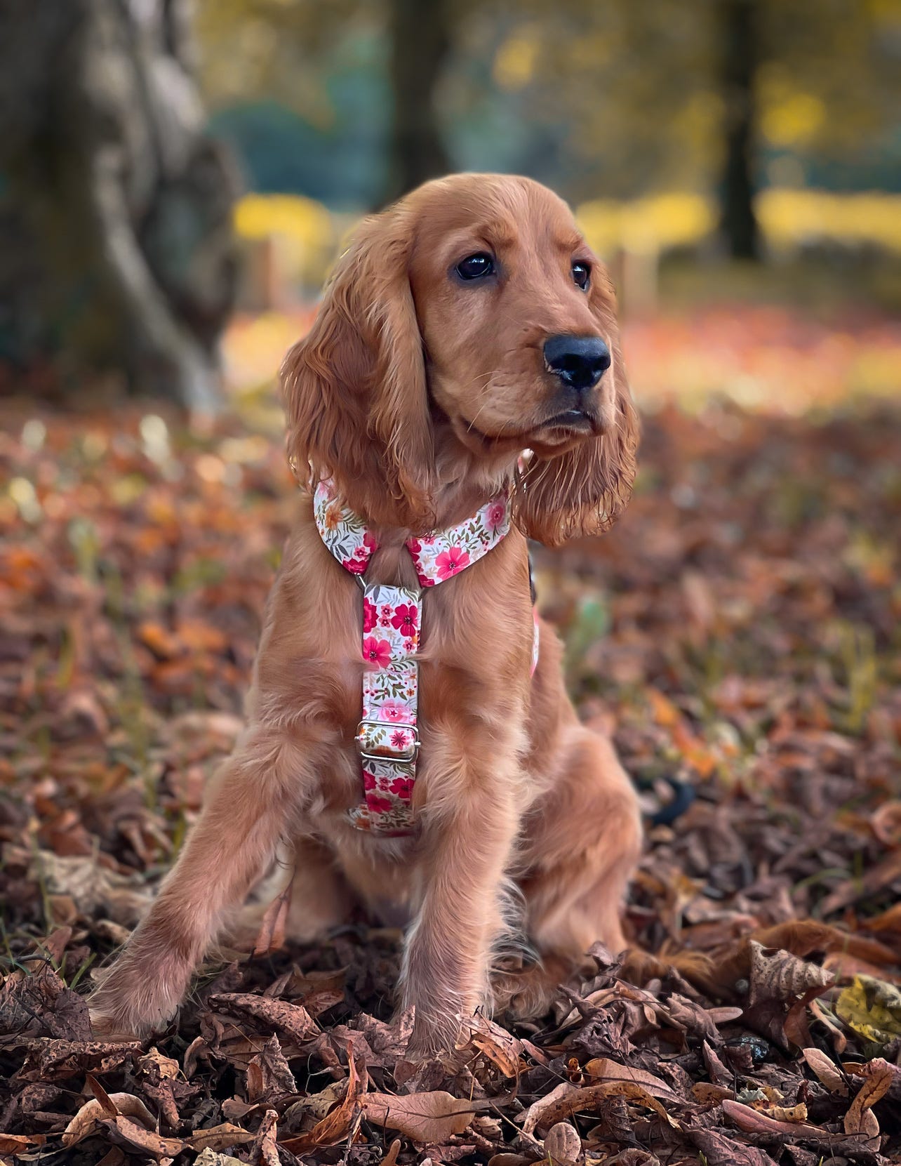 Adjustable Harness - Pretty Posy