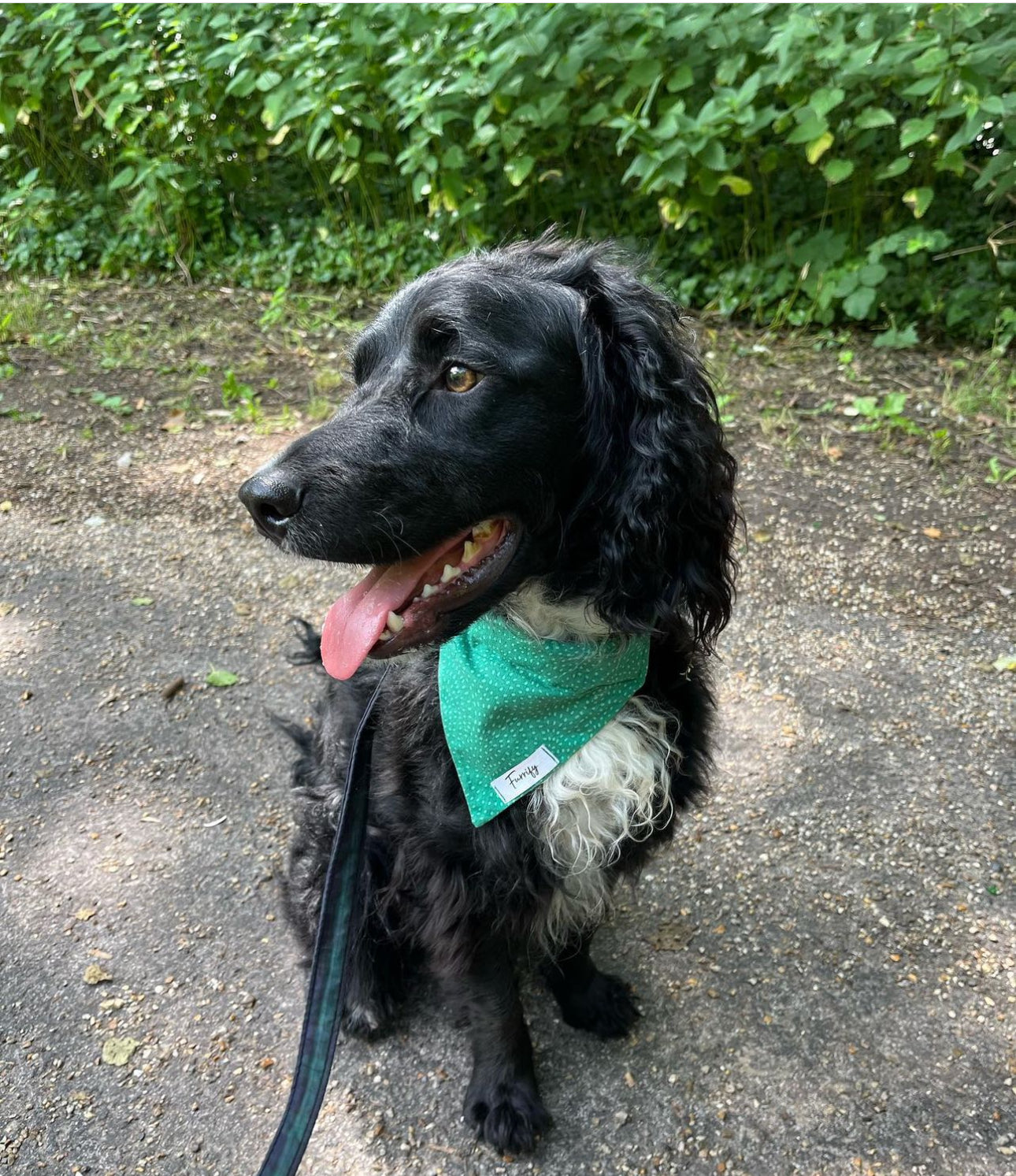 Bandana - Pine