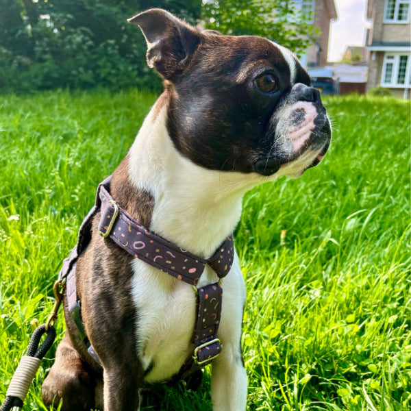Adjustable Harness - Confetti