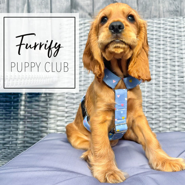 Furrify Puppy Club